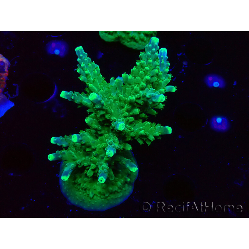 WYSIWYG RAH Acropora Joker