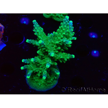 WYSIWYG RAH Acropora Joker