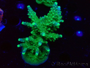 WYSIWYG RAH Acropora Joker