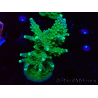 WYSIWYG RAH Acropora Joker