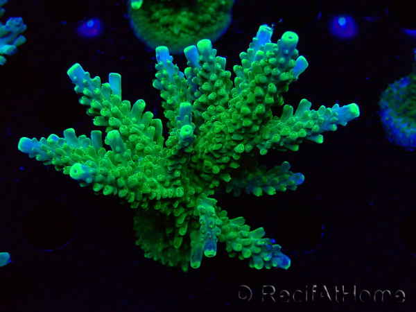 WYSIWYG RAH Acropora Joker 5H10