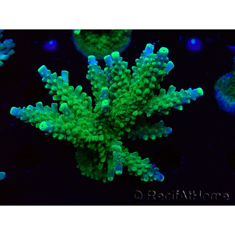 WYSIWYG RAH Acropora Joker