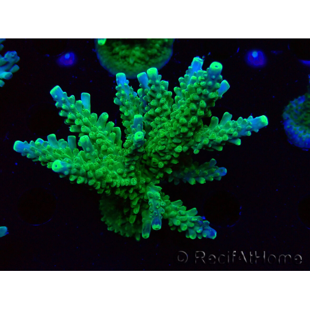 WYSIWYG RAH Acropora Joker