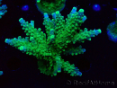 WYSIWYG RAH Acropora Joker