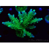 WYSIWYG RAH Acropora Joker