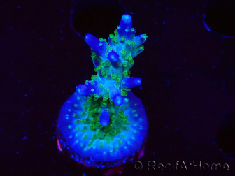 WYSIWYG RAH Acropora Blue Lagoon