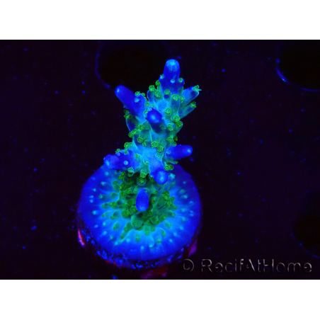 WYSIWYG RAH Acropora Blue Lagoon