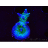 WYSIWYG RAH Acropora Blue Lagoon