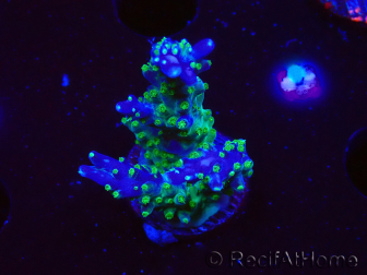 WYSIWYG RAH Acropora Blue Lagoon 5E3