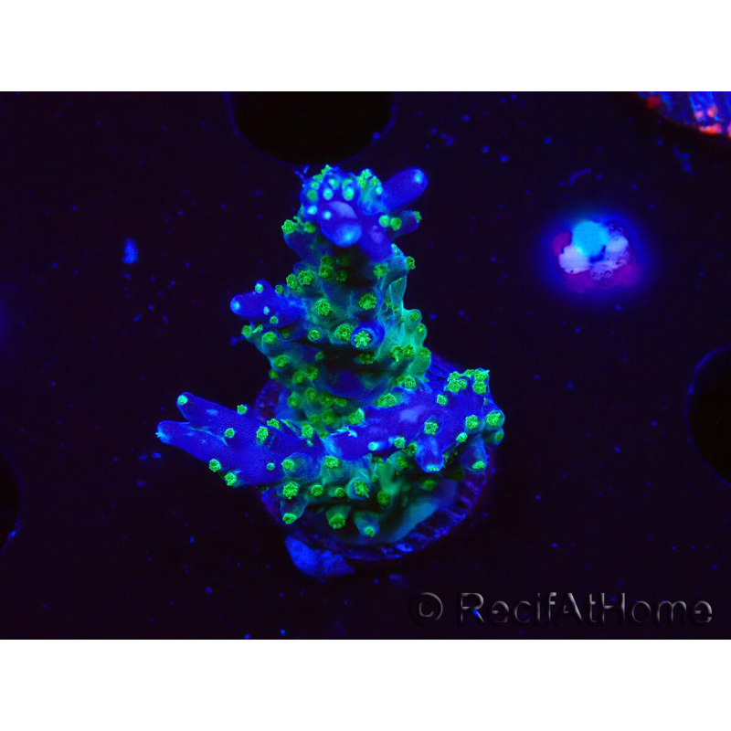 WYSIWYG RAH Acropora Blue Lagoon