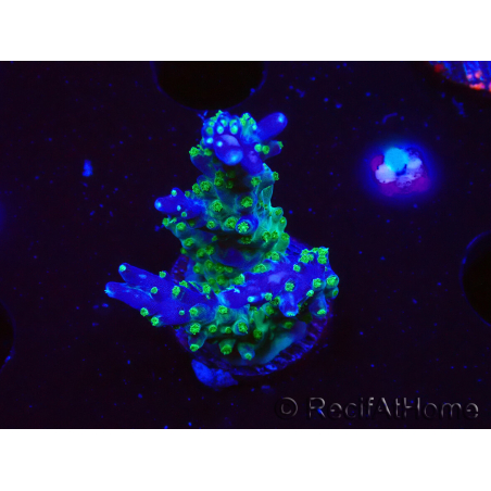 WYSIWYG RAH Acropora Blue Lagoon