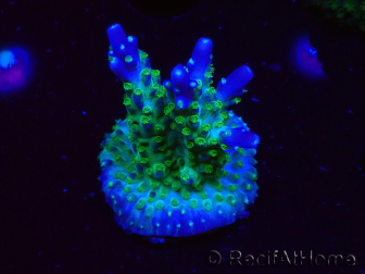 WYSIWYG RAH Acropora Blue Lagoon 5E5