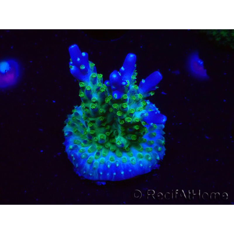 WYSIWYG RAH Acropora Blue Lagoon 5E5