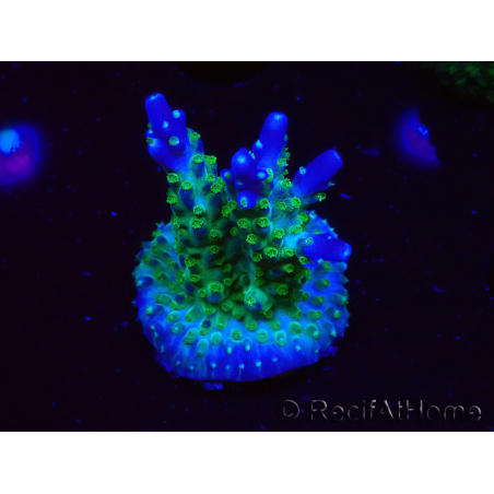 WYSIWYG RAH Acropora Blue Lagoon