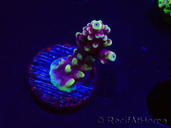 WYSIWYG RAH Acropora Helionis 5J2