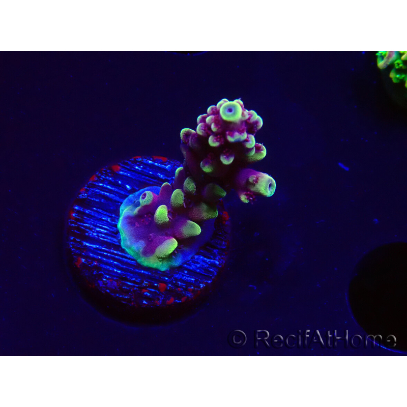 WYSIWYG RAH Acropora Helionis