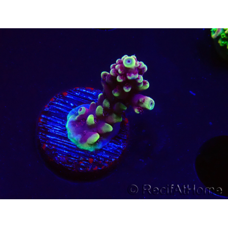 WYSIWYG RAH Acropora Helionis