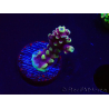 WYSIWYG RAH Acropora Helionis