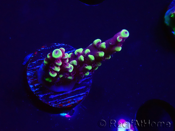 WYSIWYG RAH Acropora Helionis 5J3