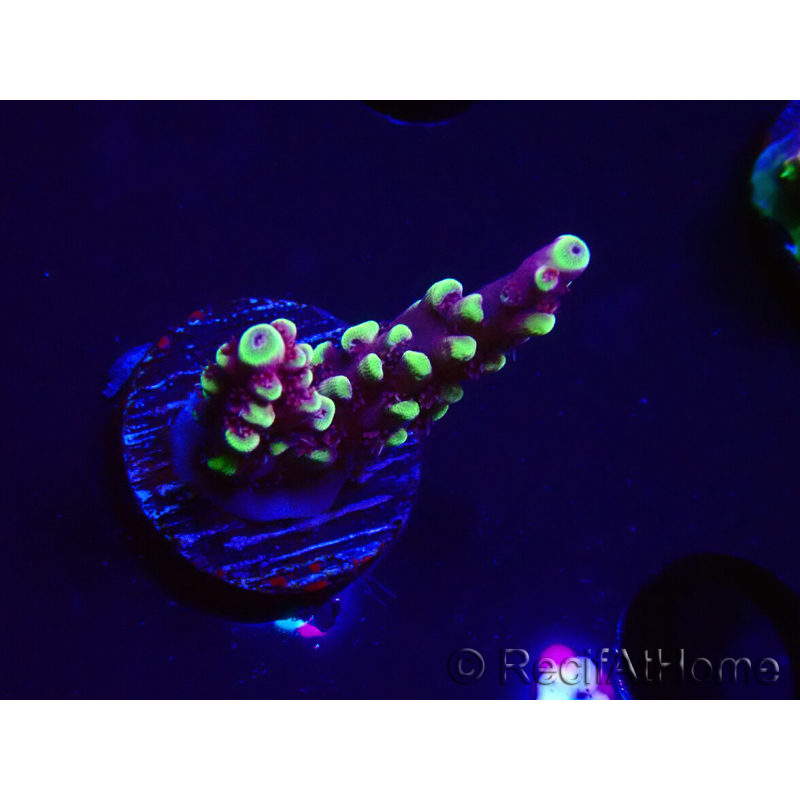 WYSIWYG RAH Acropora Helionis