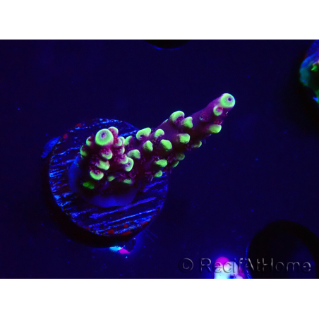 WYSIWYG RAH Acropora Helionis 5J3