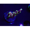 WYSIWYG RAH Acropora Helionis 5J3