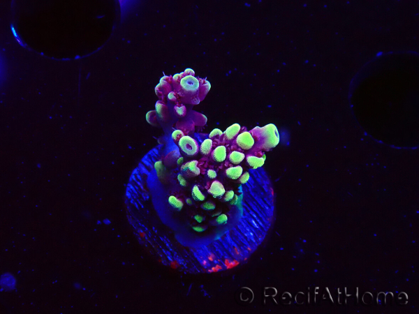 WYSIWYG RAH Acropora Helionis 5J4