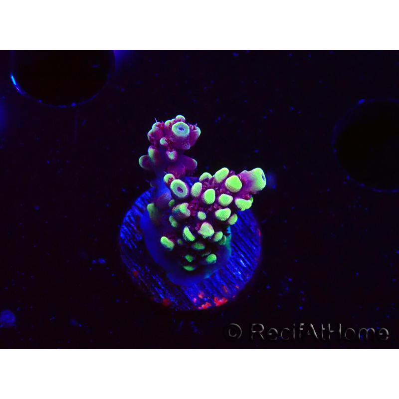 WYSIWYG RAH Acropora Helionis