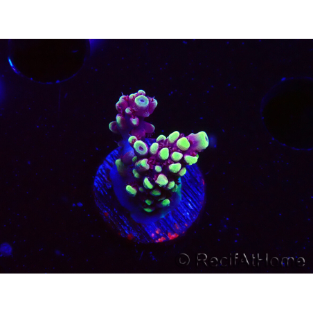 WYSIWYG RAH Acropora Helionis