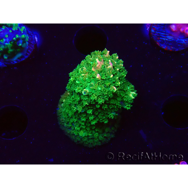 WYSIWYG RAH Acropora abrotanoides Pink Tips