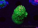 WYSIWYG RAH Acropora abrotanoides Pink Tips