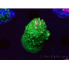 WYSIWYG RAH Acropora abrotanoides Pink Tips