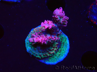 WYSIWYG RAH Acropora hyacinthus Pink Planet