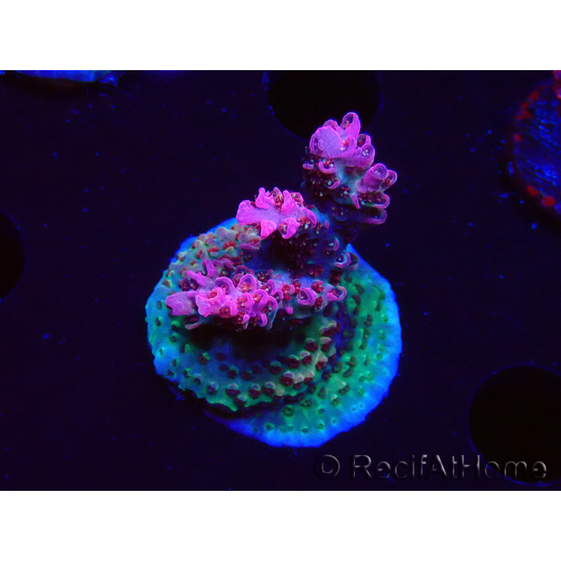 WYSIWYG RAH Acropora hyacinthus Pink Planet
