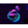 WYSIWYG RAH Acropora hyacinthus Pink Planet