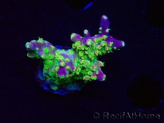 WYSIWYG MH Acropora natalensis 5C1