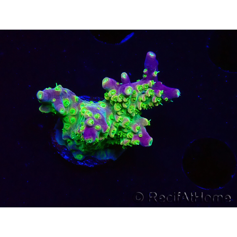 WYSIWYG MH Acropora natalensis
