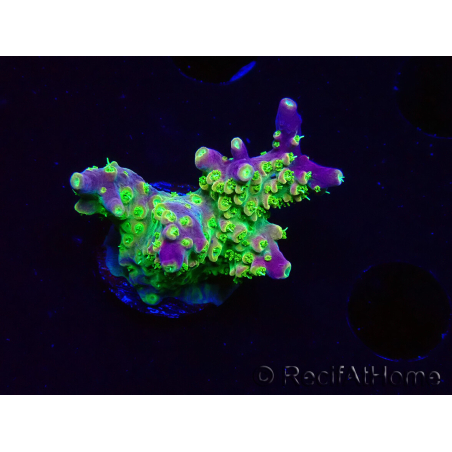 WYSIWYG MH Acropora natalensis