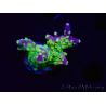 WYSIWYG MH Acropora natalensis