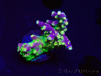 WYSIWYG MH Acropora natalensis 5C2