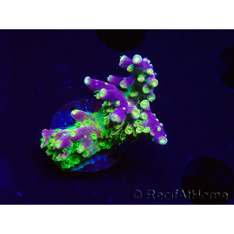 WYSIWYG MH Acropora natalensis