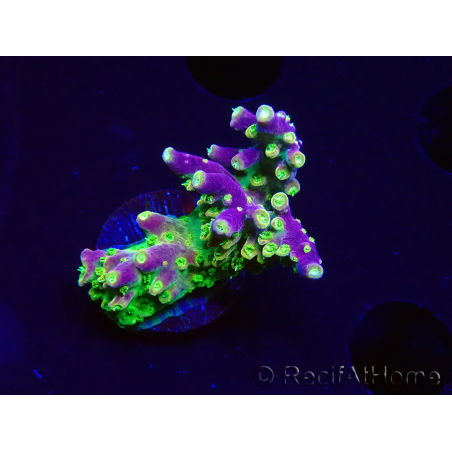 WYSIWYG MH Acropora natalensis