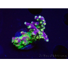 WYSIWYG MH Acropora natalensis