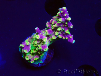 WYSIWYG MH Acropora natalensis