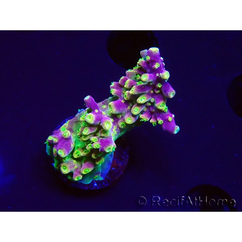 WYSIWYG MH Acropora natalensis