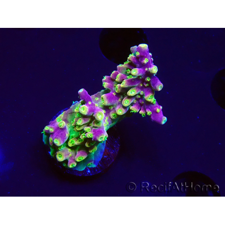WYSIWYG MH Acropora natalensis 5C4