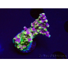 WYSIWYG MH Acropora natalensis