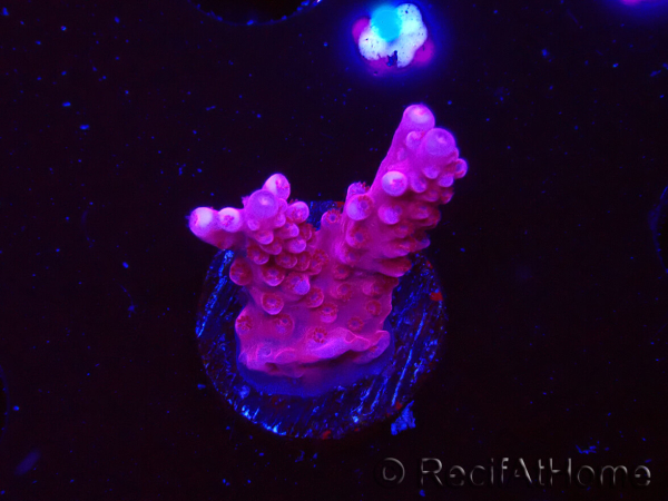 WYSIWYG RAH Acropora ballerina