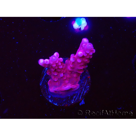 WYSIWYG RAH Acropora ballerina