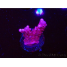 WYSIWYG RAH Acropora ballerina